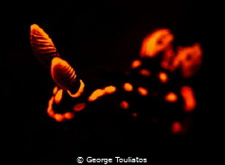 Nebrotha with UV lighting. No strobes by George Touliatos 